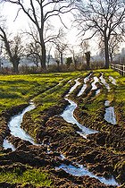 Biosphoto | 2575219 | Inondation dans un pré de l'Arche de la Nature pour les animaux de la ferme, Le Mans Métropole, Sarthe, France | &copy; Michel Gile / Biosphoto