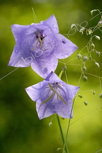 Biosphoto | 675838 | Insect and spider in the corolla of a flower in Campanula  | &copy; Michel Poinsignon / Biosphoto