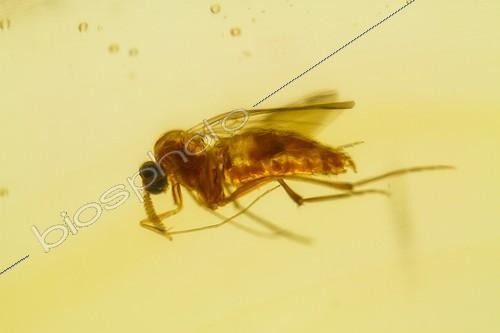 Biosphoto | 1899927 | Insect fossil nématocère in a piece of copal ; Origin: Colombia | &copy; Benoît Personnaz / Biosphoto
