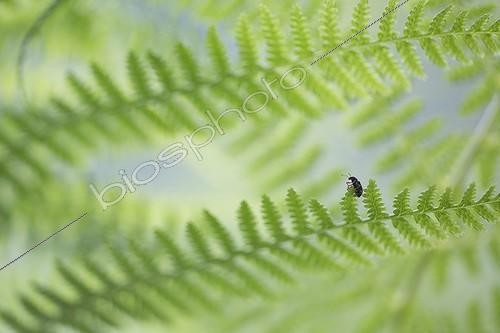 Biosphoto | 2048345 | Insect on fern frond - France | &copy; Eric Ferry / Biosphoto