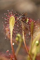 Biosphoto | 158199 | Insect sticking on Long heaved Sundew Vosges France | &copy; André Simon / Biosphoto
