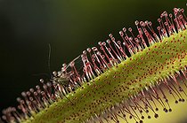 Biosphoto | 153448 | Insecte englué sur une feuille de Drosera  | &copy; Thierry Van Baelinghem / Biosphoto