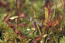 Biosphoto | 924182 | Insecte pris au piège dans les feuilles d'une Drosera | &copy; Muriel Hazan / Biosphoto