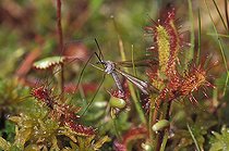 Biosphoto | 31446 | Insecte pris au piège dans une Drosera plante carnivore | &copy; Muriel Hazan / Biosphoto