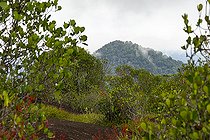 Biosphoto | 2583251 | Inselberg de la réserve naturelle des Nouragues. Point de vue de toute la forêt et la canopée depuis le sommet de l'inselberg. Les Inselbergs, aussi appelés « savanes-roches » en Guyane peuvent également se présenter comme de grandes étendues plus ou moins plates de granit dénudé - Régina, Guyane Française. | &copy; Vincent Premel / Biosphoto