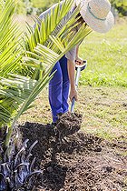 Biosphoto | 2458071 | Installation of a watering basin at the foot of a recently planted Chilean Wine Palm (Jubaea chilensis) in summer. | &copy; Jean-Michel Groult / Biosphoto