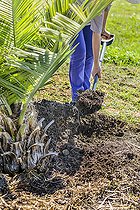Biosphoto | 2458072 | Installation of a watering basin at the foot of a recently planted Chilean Wine Palm (Jubaea chilensis) in summer. | &copy; Jean-Michel Groult / Biosphoto