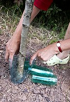 Biosphoto | 2455887 | Installation d'une protection de tronc d'arbre contre les lapins en bouteille plastique | &copy; Lamontagne / Biosphoto