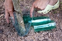 Biosphoto | 2455888 | Installation d'une protection de tronc d'arbre contre les lapins en bouteille plastique | &copy; Lamontagne / Biosphoto