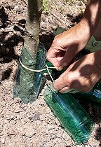 Biosphoto | 2455889 | Installation d'une protection de tronc d'arbre contre les lapins en bouteille plastique | &copy; Lamontagne / Biosphoto