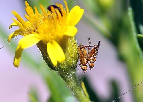 Biosphoto | 2576918 | Inula fly (Myopites stylatus), mating on an Inula flower bud, France | &copy; Jean Lecomte / Biosphoto