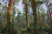 Biosphoto | 1251512 | Invasive ivy in Forest Pignada in Anglet France | &copy; Laurent Lhoté / Biosphoto