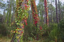 Biosphoto | 1251513 | Invasive ivy in Forest Pignada in Anglet France | &copy; Laurent Lhoté / Biosphoto
