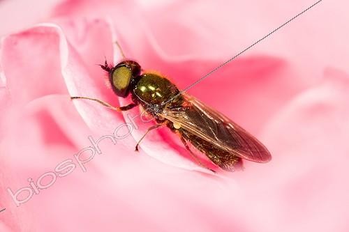 Biosphoto | 1935577 | Iridescent centurion on Rose - France | &copy; Benoît Personnaz / Biosphoto
