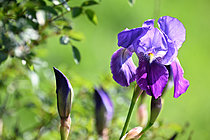 Biosphoto | 2621656 | Iris bleu de jardin (Iris germanica). Loire-Atlantique, France. | &copy; Guy Piton / Biosphoto