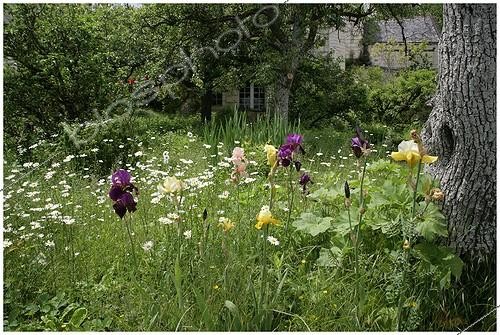 Biosphoto | 1268465 | Iris et Marguerites en fleur dans un jardin | &copy; Patricia Méaille / Biosphoto