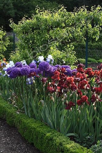 Biosphoto | 1498616 | Iris 'Frontier Marschall' et Ail 'Globemaster' au jardin | &copy; Gilles Le Scanff & Joëlle-Caroline Mayer / Biosphoto