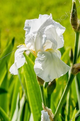 Biosphoto | 2145467 | Iris Germanica 'New Snow' Fay 1946 | &copy; Alain Kubacsi / Biosphoto