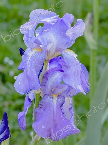 Biosphoto | 2393459 | Iris germanica 'Thais' Breeder : Cayeux 1926 | &copy; Alain Kubacsi / Biosphoto