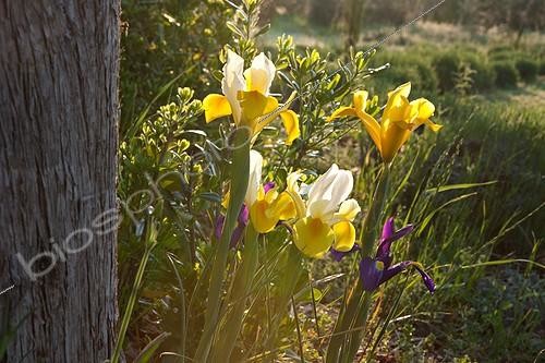 Biosphoto | 891576 | Iris in bloom in a garden | &copy; Philippe Giraud / Biosphoto