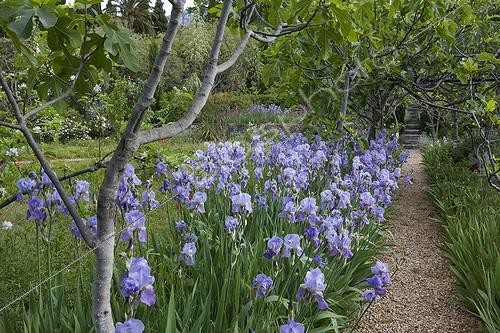 Biosphoto | 1941505 | Iris in bloom under fig trees in a garden | &copy; Gilles Le Scanff & Joëlle-Caroline Mayer / Biosphoto