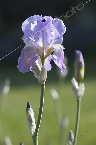 Biosphoto | 152984 | Iris of Florence flowering under a sunbeam France | &copy; Catherine Gaillemain / Biosphoto