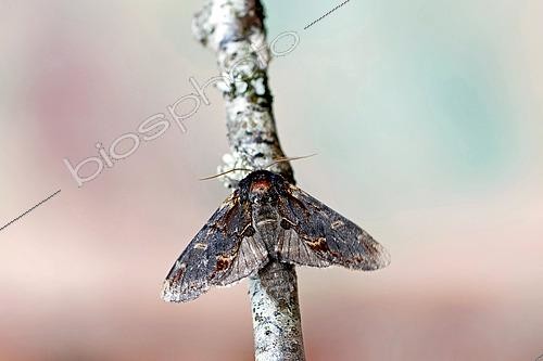 Biosphoto | 2565756 | Iron prominent (Notodonta dromedarius), moth on wood, top view, Gers, France. | &copy; Christophe Florin / Biosphoto