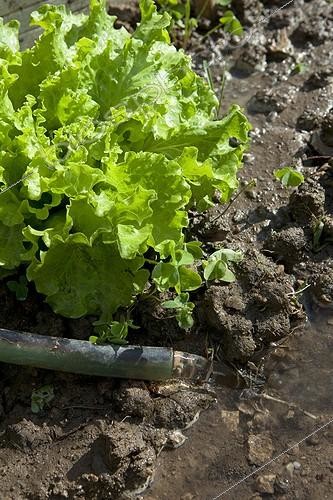 Biosphoto | 1200847 | Irrigation Allotments Aygalades in summer Marseille France | &copy; Philippe Giraud / Biosphoto