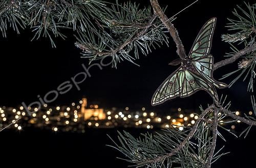Biosphoto | 2093138 | Isabelle (Actias isabellae) sur une branche de pin devant les lumières d'un village de la Sierra de Albarracin, Aragon, Espagne | &copy; Pedro Javier Pascual Hernandez / Biosphoto