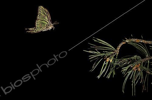 Biosphoto | 2148362 | Isabelle (Graellsia isabellae) mâle en vol de nuit, Vallée de Tena, Huesca, Espagne | &copy; Jorge Ruiz del Olmo / Biosphoto