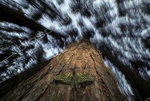 Biosphoto | 2090800 | Isabelle (Graellsia isabellae) sur un pin, Espagne | &copy; Pedro Javier Pascual Hernandez / Biosphoto