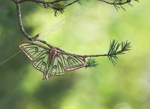 Biosphoto | 2407453 | Isabelle (Graellsia isabellae) sur une branche de Pin (Pinus sp), Hautes-Alpes, France | &copy; Benoît Outrey / Biosphoto