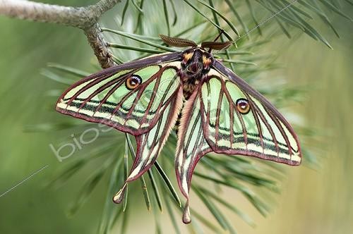 Biosphoto | 1852406 | Isabelle mâle sur une branche de pin - Valais Suisse | &copy; Berndt Fischer / Biosphoto
