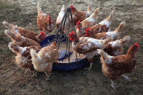 Biosphoto | 2546842 | Isabrown chickens near a feeder | &copy; Eric Guilloret / Biosphoto
