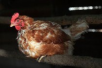 Biosphoto | 2546843 | Isabrown hen in a hen house | &copy; Eric Guilloret / Biosphoto