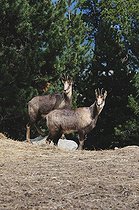 Biosphoto | 1249107 | Isards debout sur un rocher | &copy; Daniel Heuclin / Biosphoto