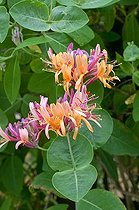Biosphoto | 1912048 | Italian honeysuckle 'Inga' in bloom in a garden | &copy; Frédéric Didillon / Biosphoto
