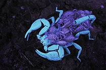 Biosphoto | 2608875 | Italian Scorpion (Euscorpius italicus) adult female with newborn babies on back, under UV light, Italy | &copy; FLPA / Fabio Pupin / imageBROKER / Biosphoto