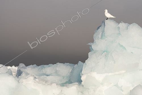 Biosphoto | 2406230 | Ivory Gull (Pagophila eburnea) on an iceberg, Svalbard | &copy; Raphaël Sané / Biosphoto