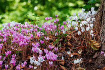 Biosphoto | 2608968 | Ivy-leaved cyclamen or sowbread (Cyclamen hederifolium or Cyclamen neapolitanum), in an undergrowth in Brittany, France | &copy; Sylvain Cordier / Biosphoto
