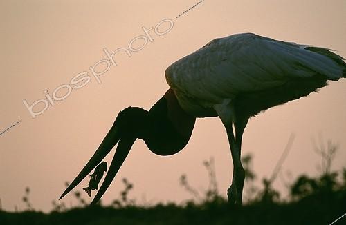 Biosphoto | 7676 | Jabiru d'Amérique mangeant un poisson Pantanal Brésil | &copy; Theo Allofs / Biosphoto