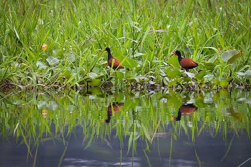 Biosphoto | 2462143 | Jacanas Noirs (Jacana jacana) posés sur des jacinthes d'eau, Réserve naturelle des Marais de Kaw, Guyane Française | &copy; Stéphanie Meng / Biosphoto