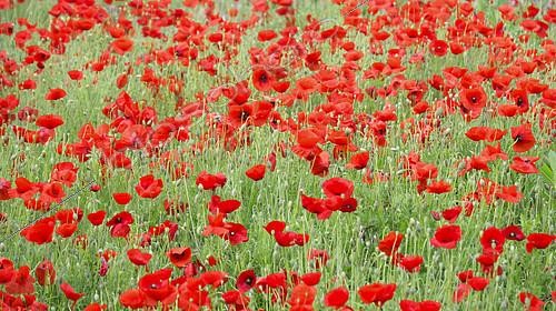Biosphoto | 2145226 | Jachère de Coquelicots (Papaver rhoeas) en fleurs au printemps, Dordogne, France | &copy; Laurent Lhoté / Biosphoto