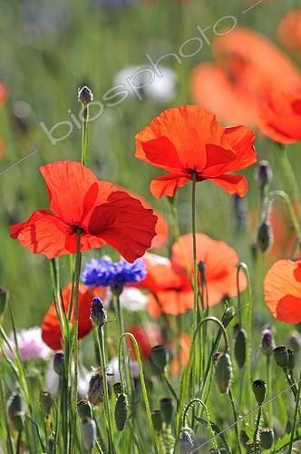 Biosphoto | 1366826 | Jachère fleurie à Coquelicots et bleuets sur un talus France | &copy; Dominique Delfino / Biosphoto