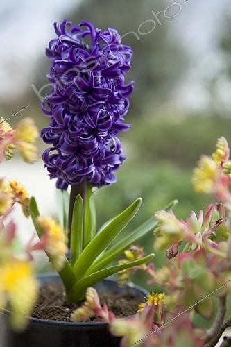 Biosphoto | 469966 | Jacinthe 'Blue Pearl' en pot Provence | &copy; Philippe Giraud / Biosphoto