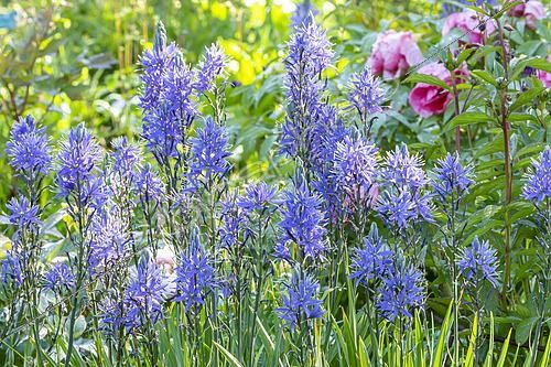 Biosphoto | 2492674 | Jacinthe des indiens (Camassia leichtlinii) | &copy; Alain Kubacsi / Biosphoto