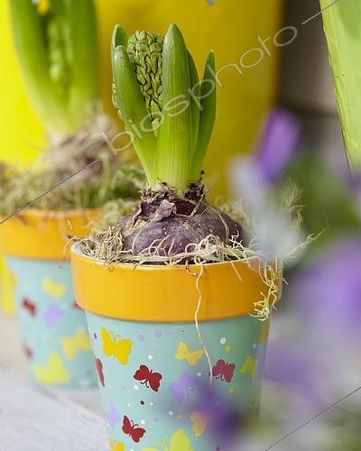 Biosphoto | 2517232 | Jacinthe 'Fondant' (Hyacinthus x orientalis Fondant) en pot | &copy; Visions Pictures / Biosphoto