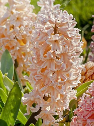 Biosphoto | 2149733 | Jacinthe d'Orient 'Gipsy Queen' en fleur dans un jardin | &copy; Alain Kubacsi / Biosphoto