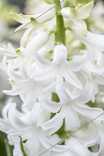 Biosphoto | 2561714 | Jacinthe d'Orient (Hyacinthus orientalis) blanche | &copy; Marie Aymerez / Biosphoto