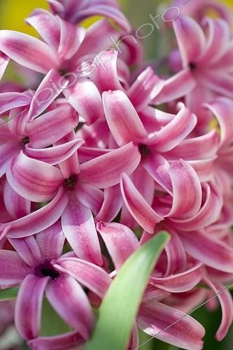 Biosphoto | 481103 | Jacinthe 'Pink Pearl' en pot France | &copy; Philippe Giraud / Biosphoto